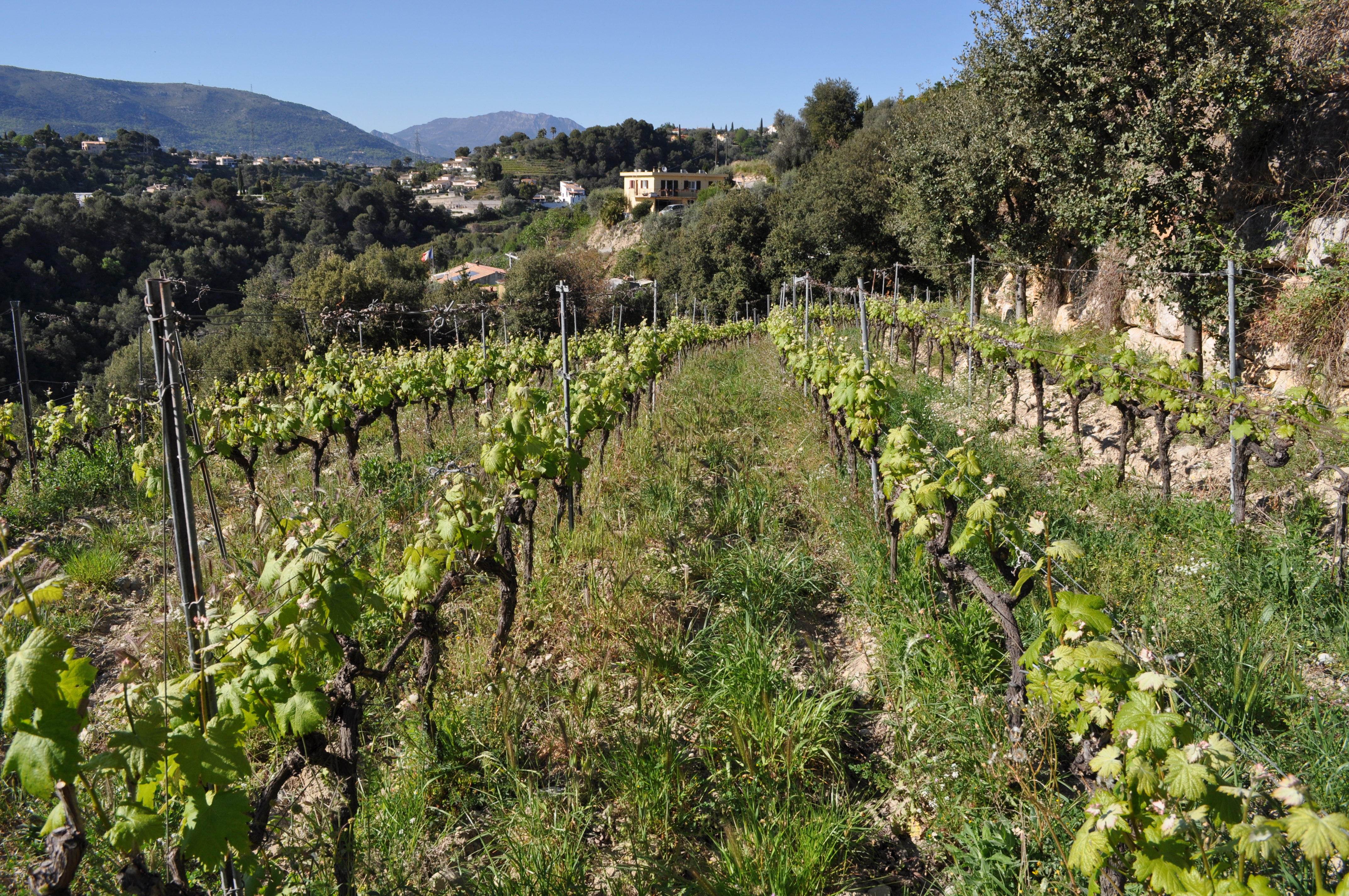 DSC_0061 un circuit degustation de vins sur la cote azur