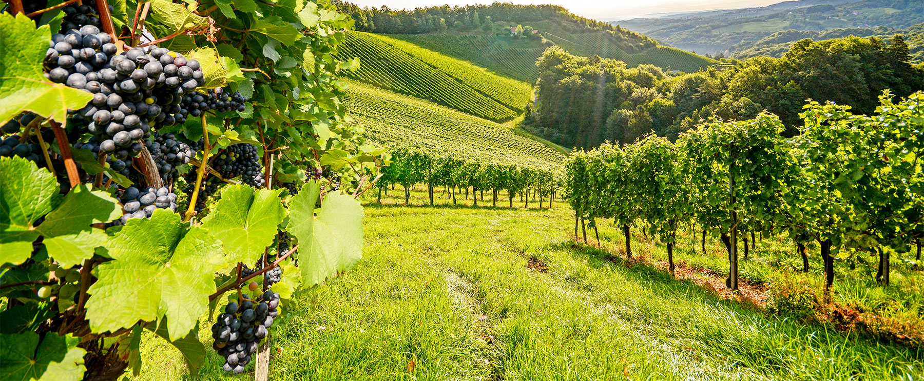 background-bourgogne-vignes background-bourgogne-vignes