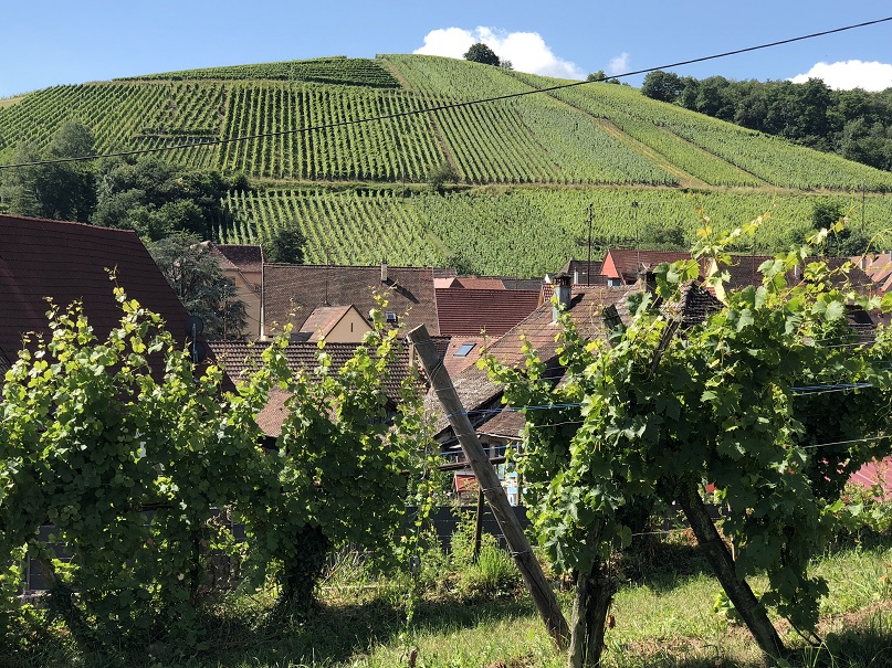 wine tour alsace degustation vins rouge vins blanc et cremant en alsace