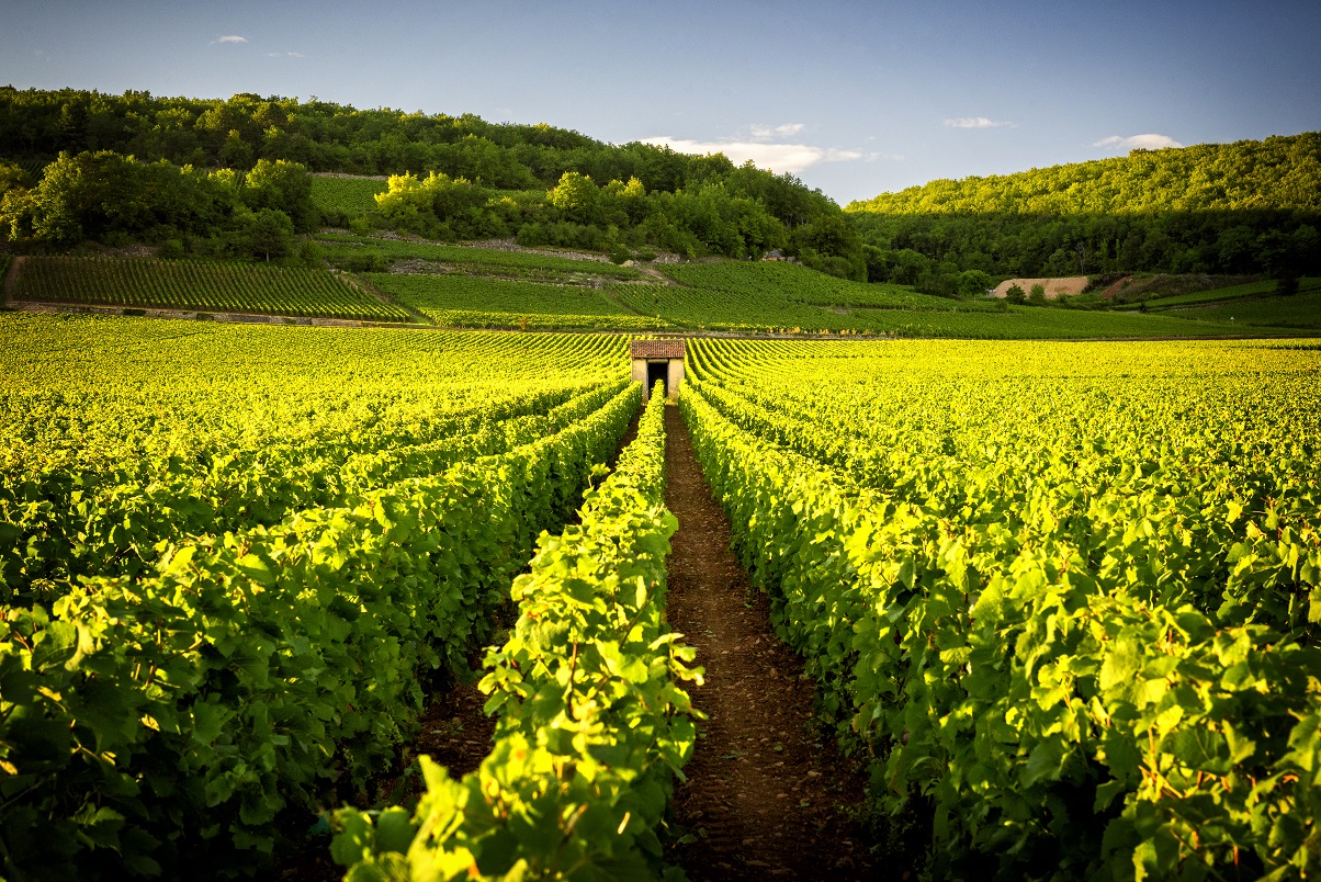 shutterstock_720894535 bourgogne wine tour degustation des vins des vignes